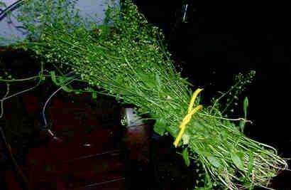 荠菜(图片来源:资料图)