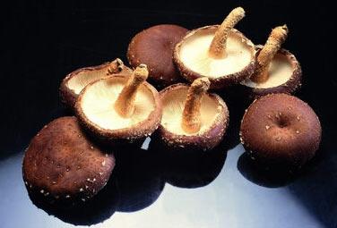 蘑菇(图片来源:资料图)