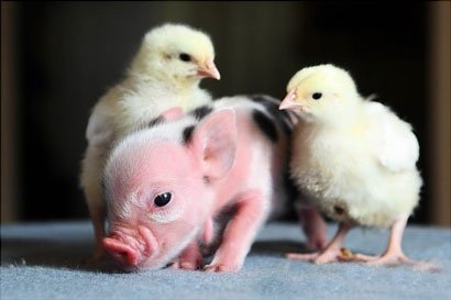 都觉得这样有爱的画面温暖可爱,可是却很少有人把它们与自己餐桌上的肉食联系在一起(图片来源:资料图)