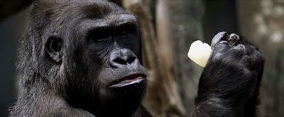 猩猩救人(图片来源:资料图)