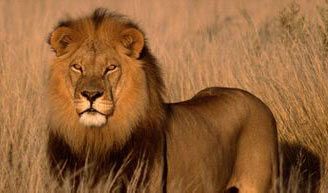 狮子救人(图片来源:资料图)