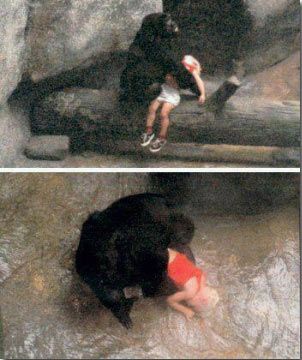 Binti Jua护住了孩子,防止任何别的猩猩伤害孩子,直到管理员来到,它把孩子交给了管理员(图片来源:资料图)