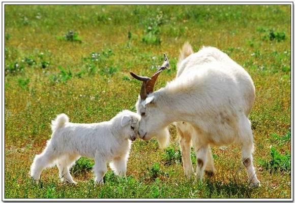 动物母爱惊天泣血