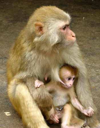 佛教护生故事:母子猴感动猎人