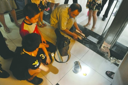 小猫被困门柱 猫妈妈苦守两天