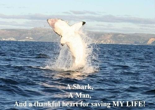 被他放生的大白鲨从此就跟定了他