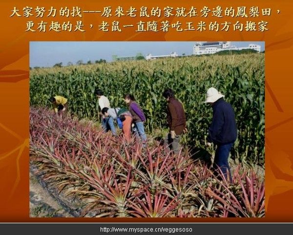 发生在玉米地的奇迹