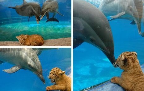 动物之间的友谊