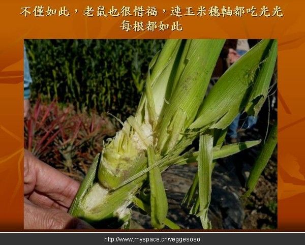 发生在玉米地的奇迹