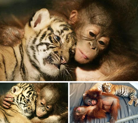 动物之间的友谊