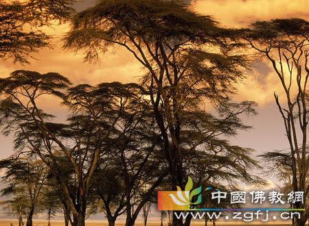 佛曰：随处皆妙药(图文)