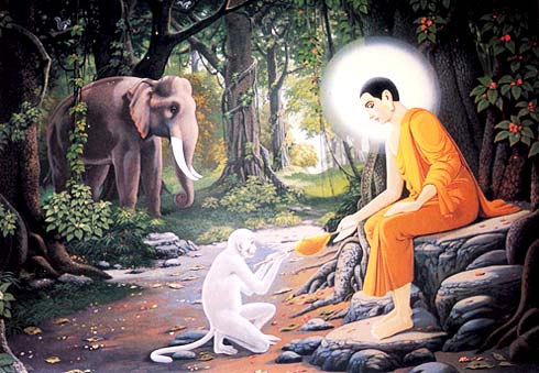 《佛陀画传》-白猿献花果（释迦牟尼佛-乔达摩&middot;悉达多）6