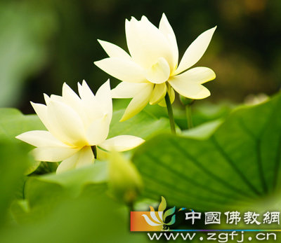 缘份的秘密(图文)