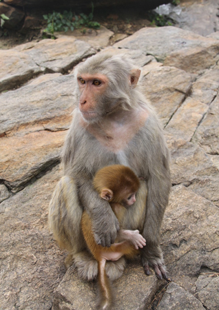 佛教护生故事:母子猴感动猎人