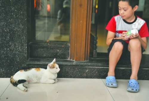 小猫被困门柱 猫妈妈苦守两天