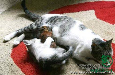 护生故事-受伤小松鼠有了猫妈妈