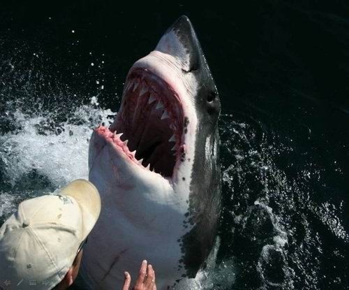 被他放生的大白鲨从此就跟定了他