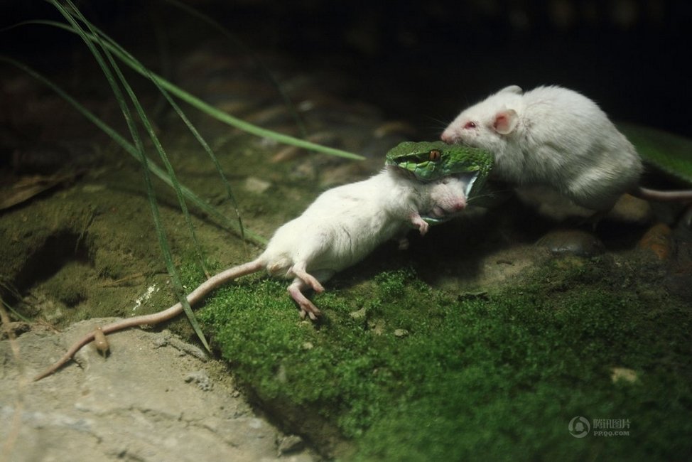 小白鼠被蛇吞 同伴奋力营救