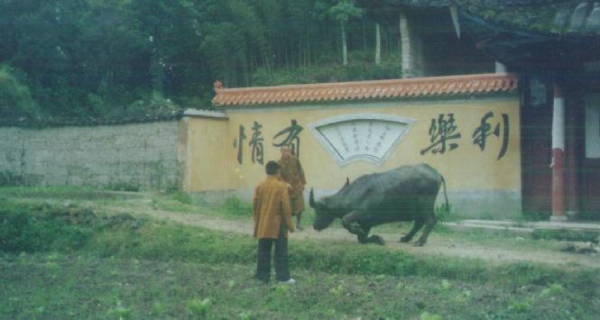 公牛下跪图-放生