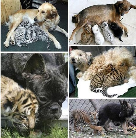 动物之间的友谊