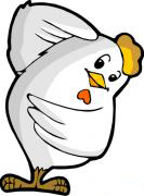 肉鸡在养殖场里的一生