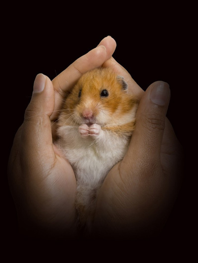 老鼠听经-中国佛教故事网