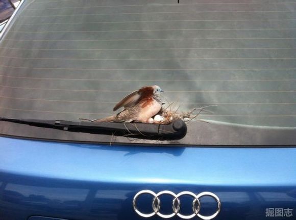 小鸟在奥迪雨刷上筑巢 车主将车暂留机场