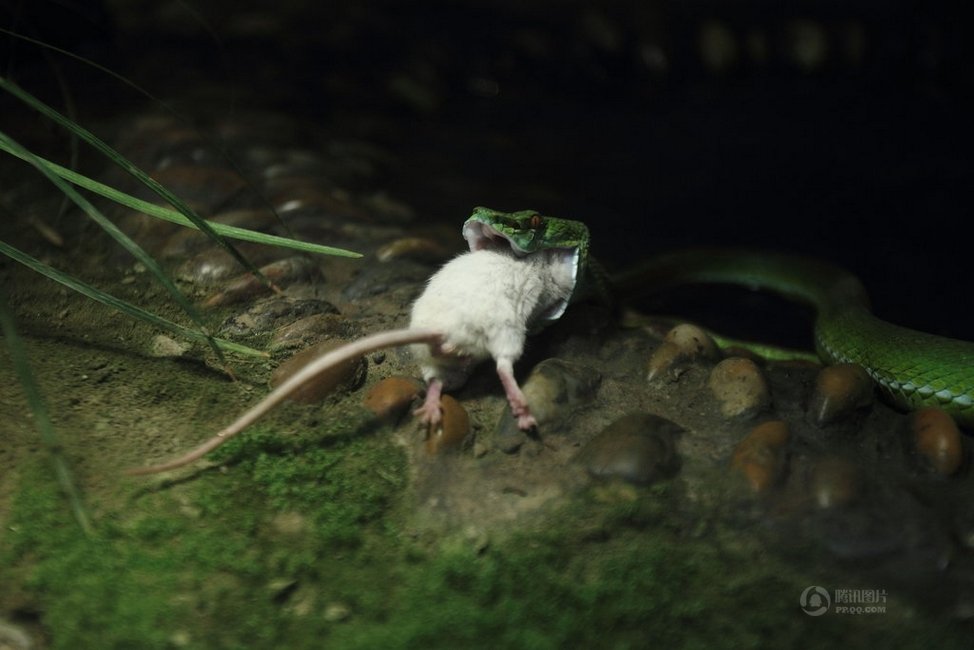 小白鼠被蛇吞 同伴奋力营救