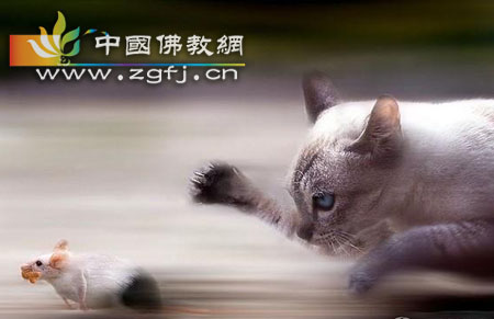 猫捉老鼠.jpg