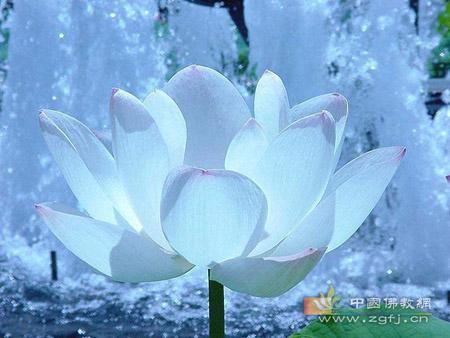 莲花