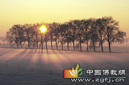 水中的金影(图文)