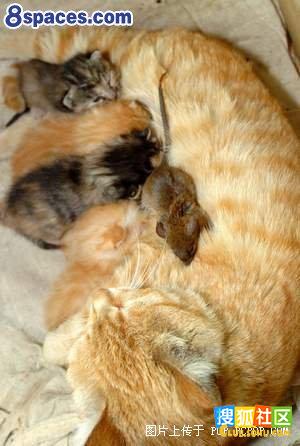 感动中国的动物们