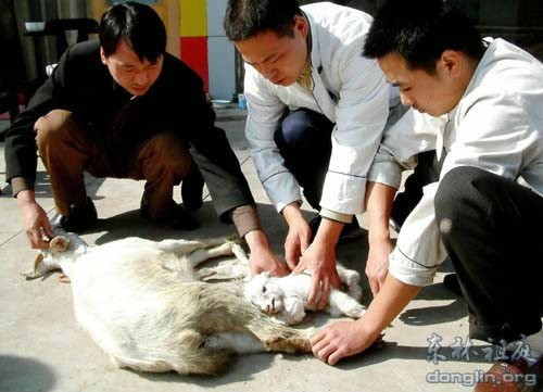 大连小羊藏刀救母，再现400年前《了凡四训》的故事