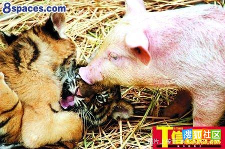 感动中国的动物们