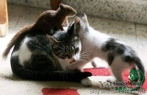 护生故事-受伤小松鼠有了猫妈妈