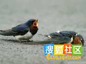 感动中国的动物们