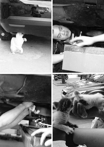 猫妈妈冒死拦车救宝宝