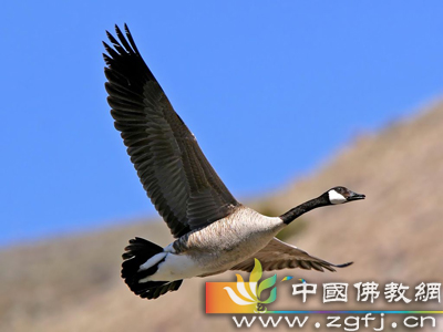 飞翔心情.jpg