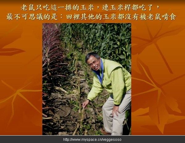 发生在玉米地的奇迹