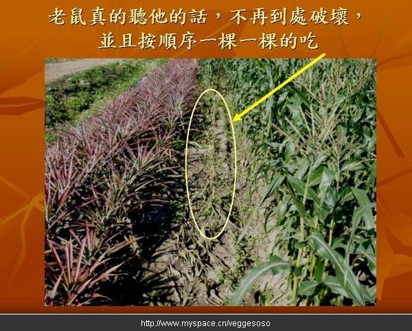 发生在玉米地的奇迹