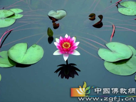 莲花-佛教故事-慧律法师