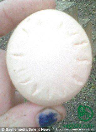 英母鸡下蛋预报天气