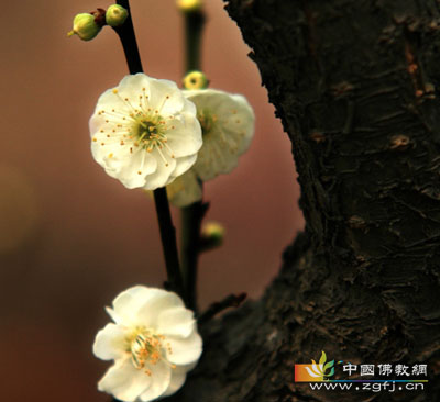 我所鸟的故事.jpg
