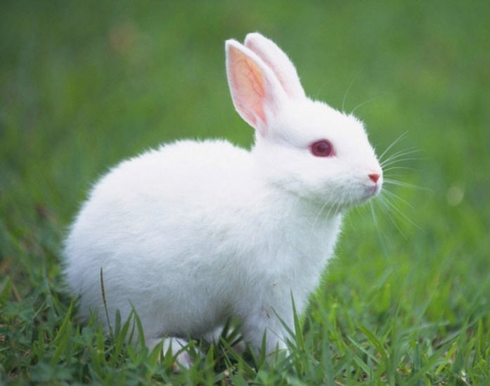 小白兔-一个动物学大学生的素食之路