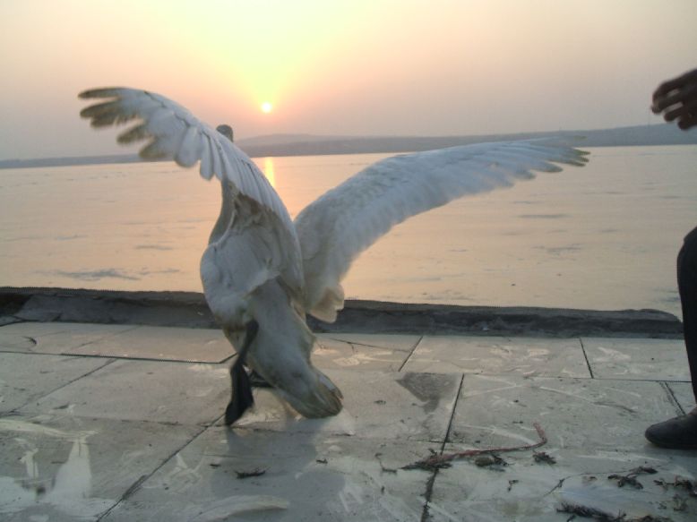 佛教故事:放生天鹅时,天鹅流泪了