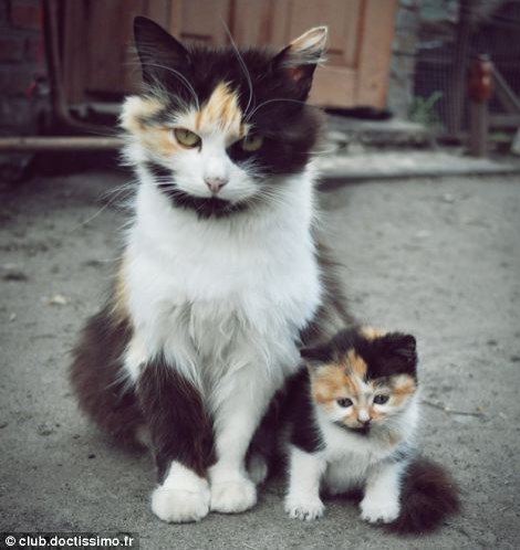 动物亲子萌照图集-猫母子