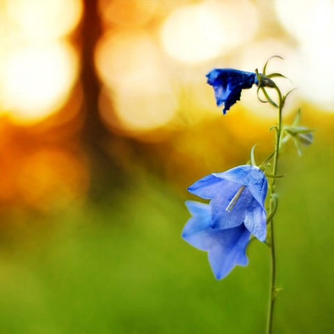 佛教故事-一心念佛七天救母-图片-蓝色