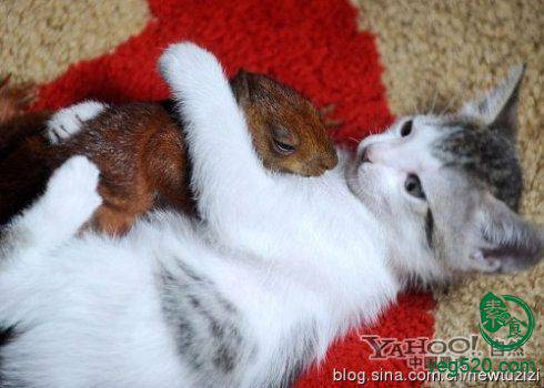 护生故事-受伤小松鼠有了猫妈妈