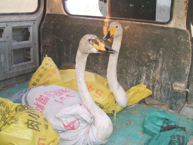 佛教故事:放生天鹅时,天鹅流泪了