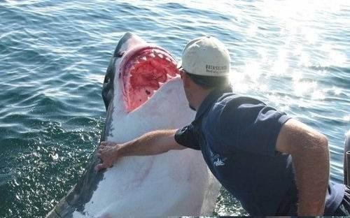被他放生的大白鲨从此就跟定了他